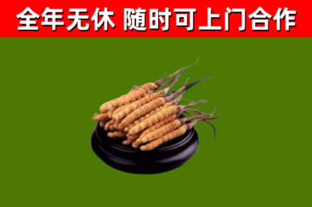 浑江区烟酒回收冬虫夏草.jpg